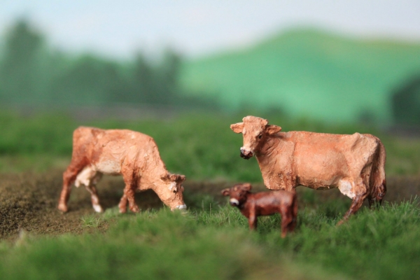 Jersey cattle (H0)