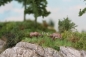 Preview: Steinbock stehend