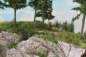 Preview: Steinbock stehend