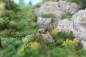 Preview: Steinbock liegend in der Landschaft in Miniatur