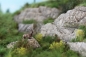 Preview: Steinbock liegend auf einer Modellbahnanlage in 1:87
