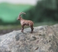 Preview: Steinbock stehend