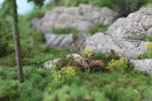 Steinbock stehend
