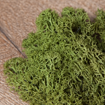 Islandmoos - XXL Packung (1,8 L)