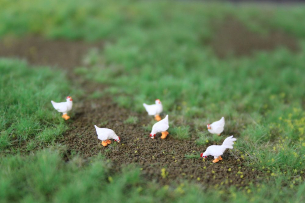 Figuren in H0 - Leghorn Hühner
