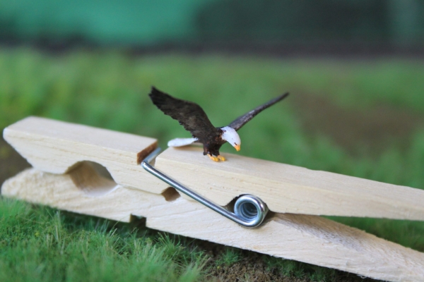 Weißkopfseeadler im Angriff auf Wäscheklammer