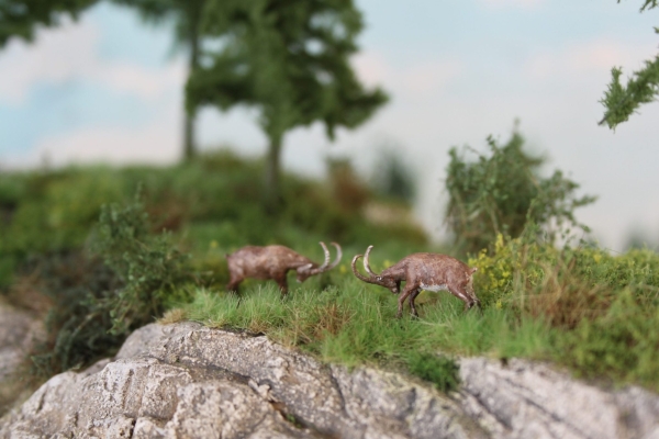 Steinbock stehend