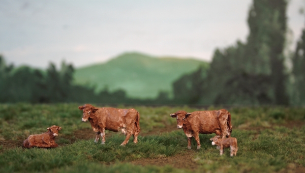 Figuren in H0 - Limousin Kühe