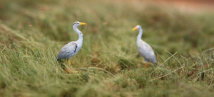 Figuren in H0 - Grau Reiher